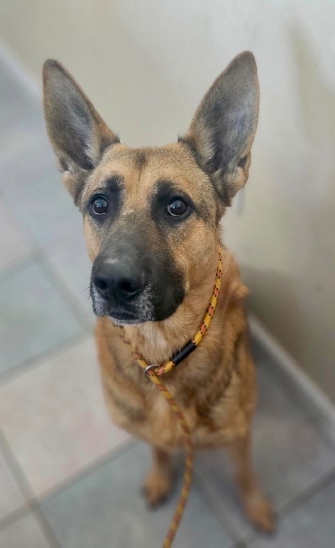 I NEED A BOY AND A BALL, an adoptable German Shepherd Dog in Northwood, OH, 43619 | Photo Image 1