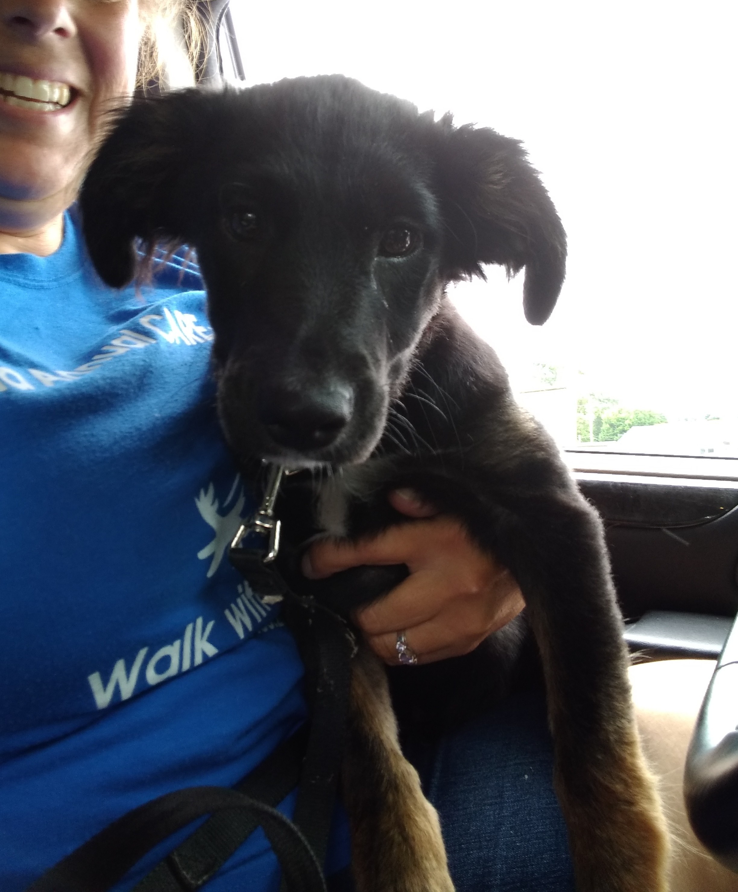 Charlie, an adoptable Shepherd, Terrier in Jasonville, IN, 47438 | Photo Image 2