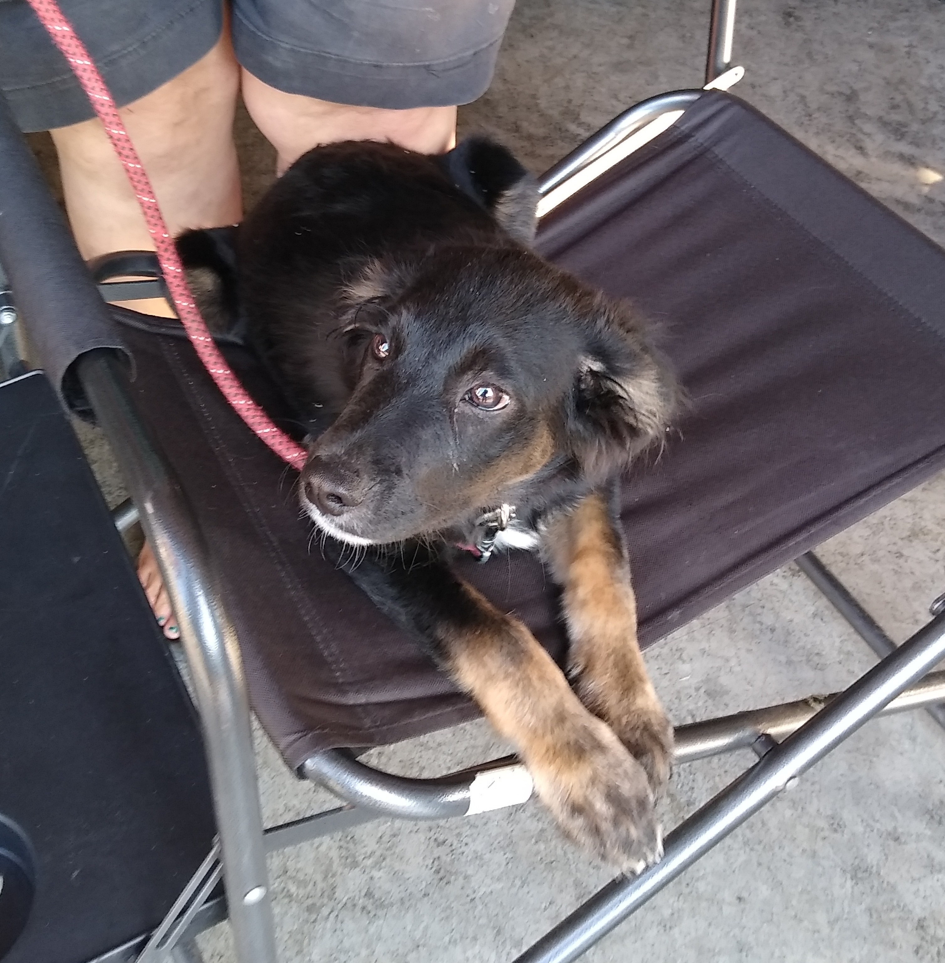 Charlie, an adoptable Shepherd, Terrier in Jasonville, IN, 47438 | Photo Image 3