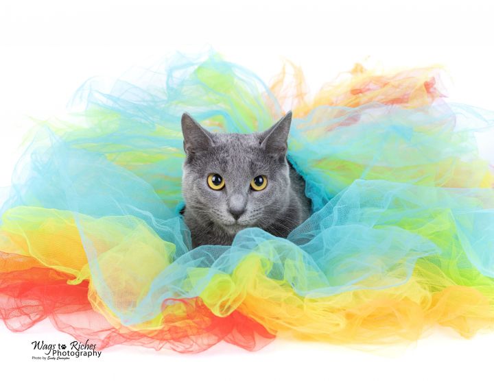 Sherbert, an adopted Domestic Short Hair in Northport, AL_image-3