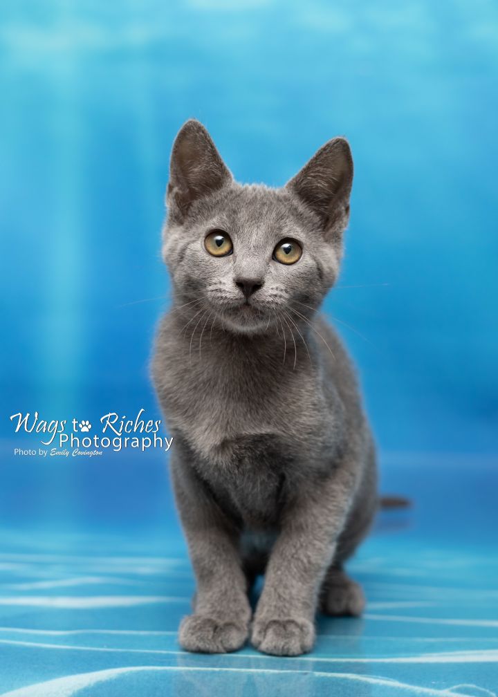Sherbert, an adopted Domestic Short Hair in Northport, AL_image-4