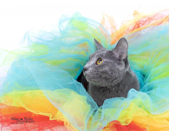 Sherbert, an adopted Domestic Short Hair in Northport, AL_image-5