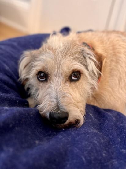 Skye, an adoptable Terrier in Atlanta, GA, 30345 | Photo Image 1