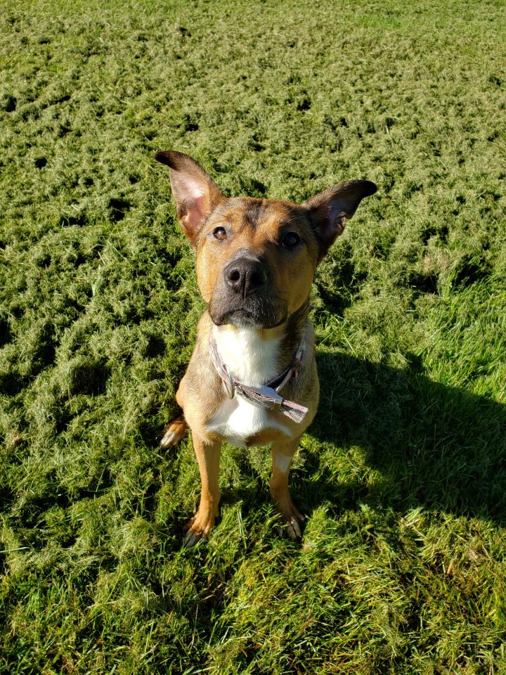 German shepherd deals terrier mix puppy