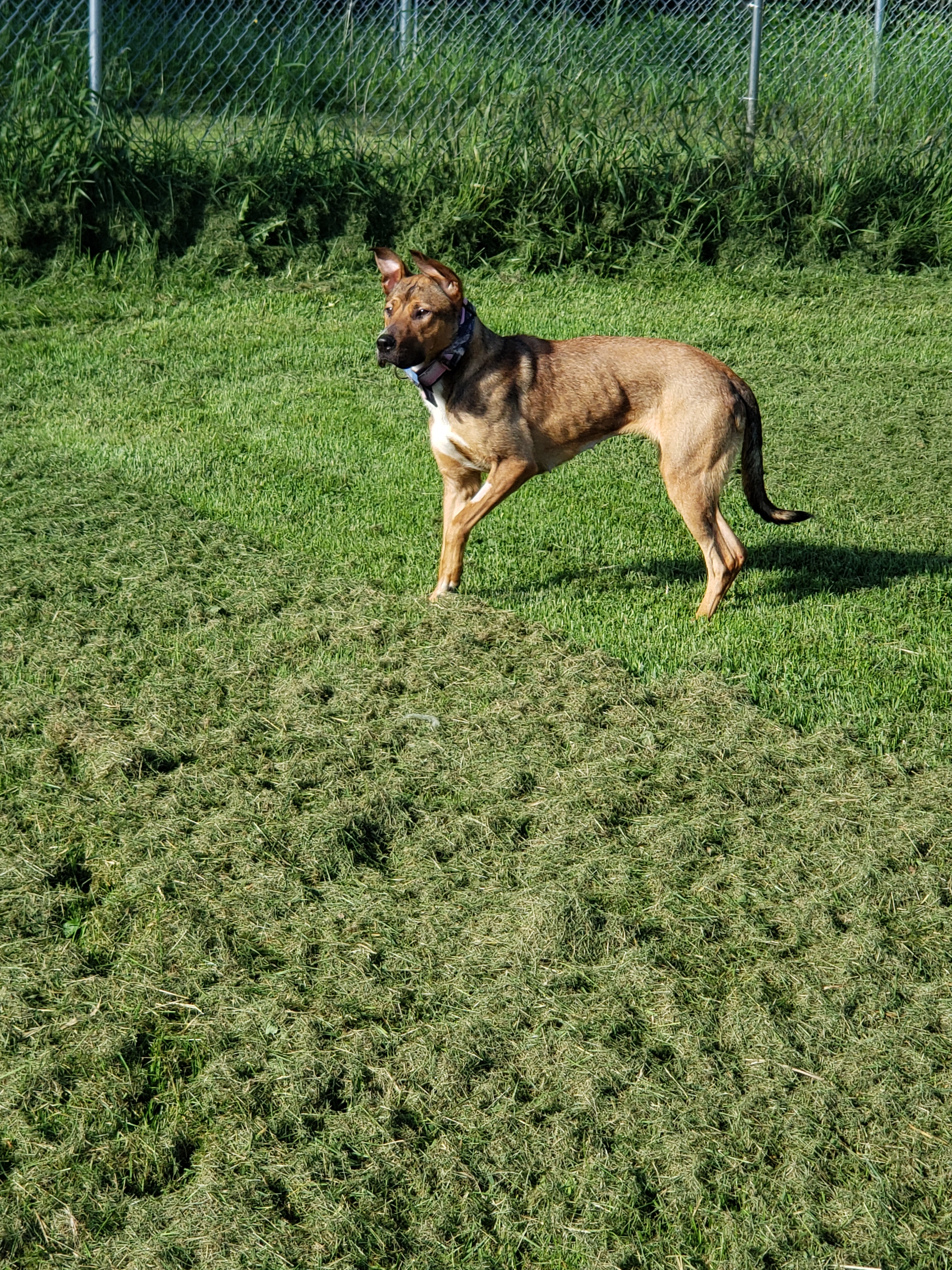 Emma, an adoptable German Shepherd Dog, Staffordshire Bull Terrier in Ontonagon, MI, 49953 | Photo Image 2