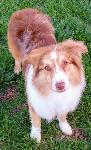 Dog For Adoption Zaiden An Australian Shepherd Border Collie Mix In Wichita Ks Petfinder