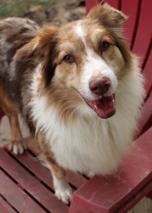 Dog For Adoption Zaiden An Australian Shepherd Border Collie Mix In Wichita Ks Petfinder