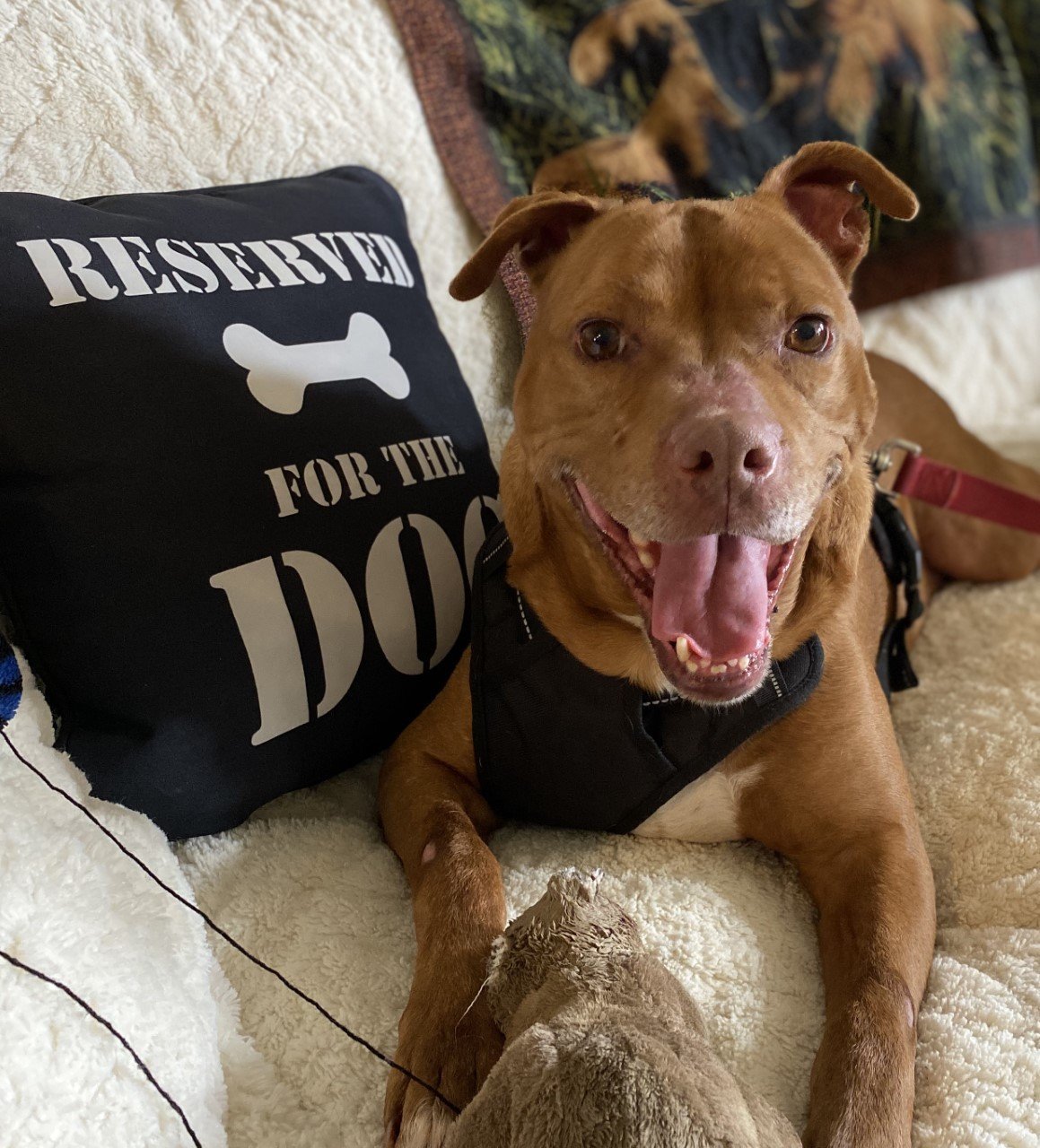 Red, an adoptable Pit Bull Terrier in Sistersville, WV, 26175 | Photo Image 1