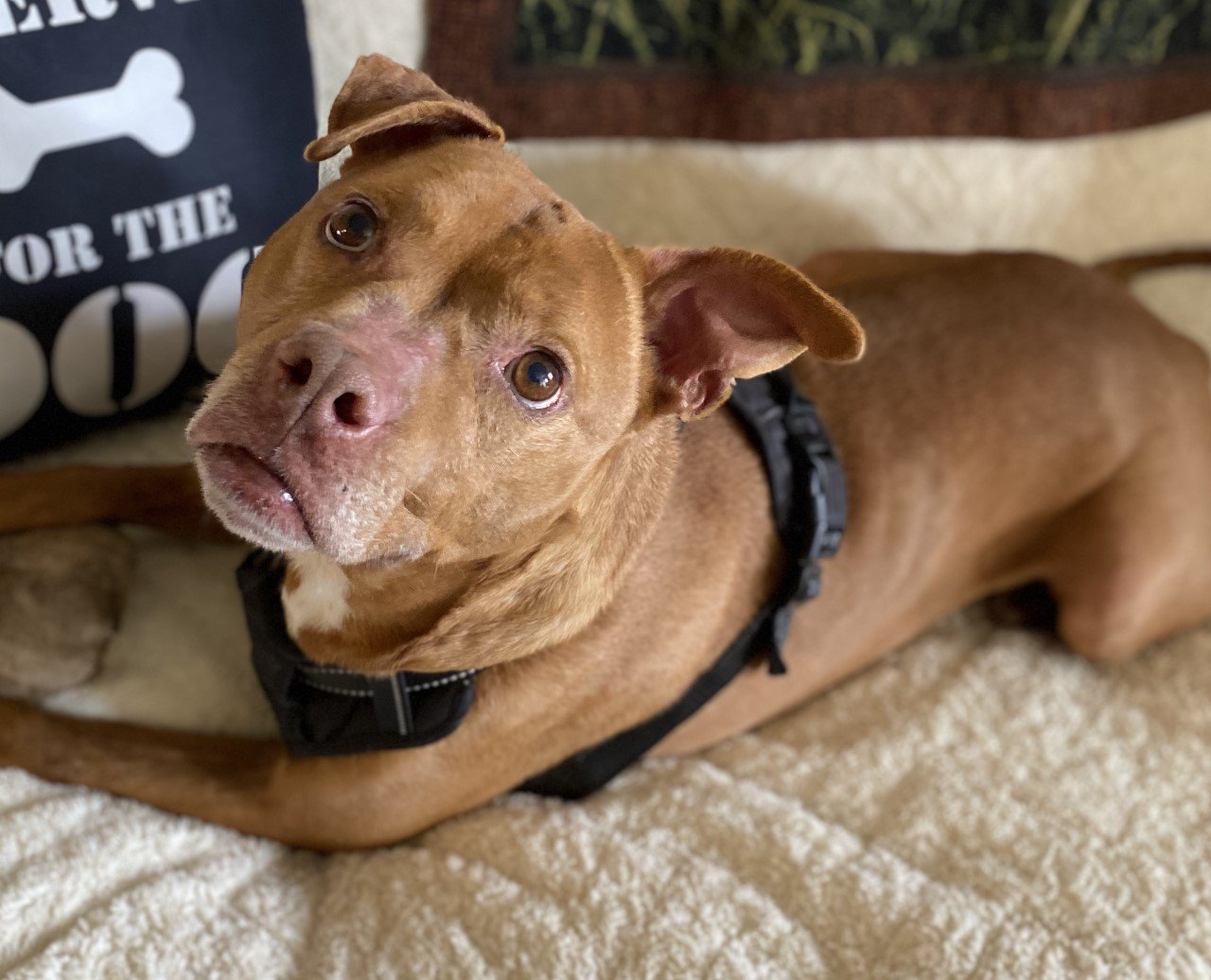 Red, an adoptable Pit Bull Terrier in Sistersville, WV, 26175 | Photo Image 2