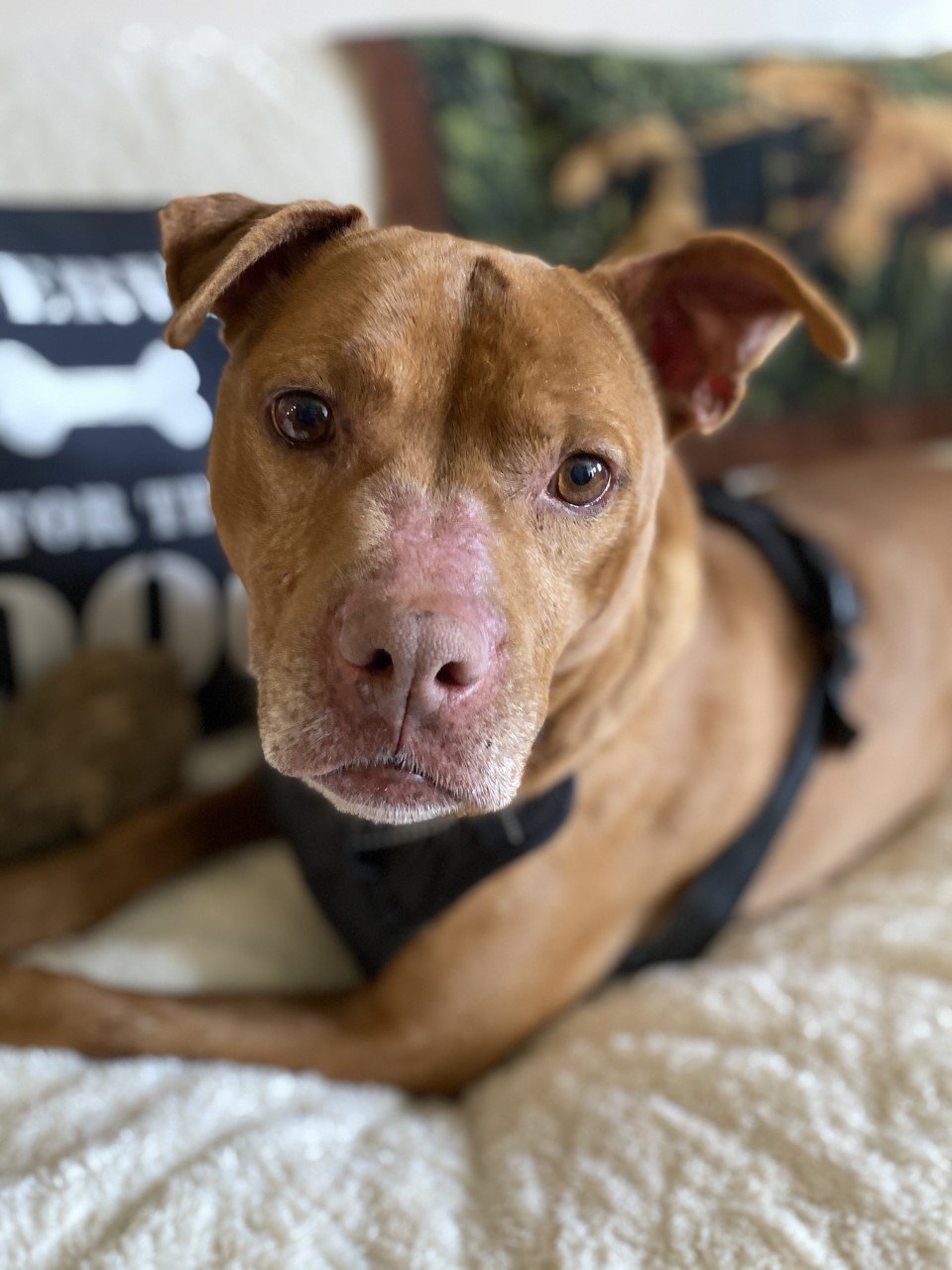 Red, an adoptable Pit Bull Terrier in Sistersville, WV, 26175 | Photo Image 3