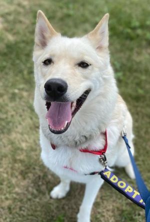 Dog For Adoption June A Siberian Husky Mix In Matawan Nj Petfinder