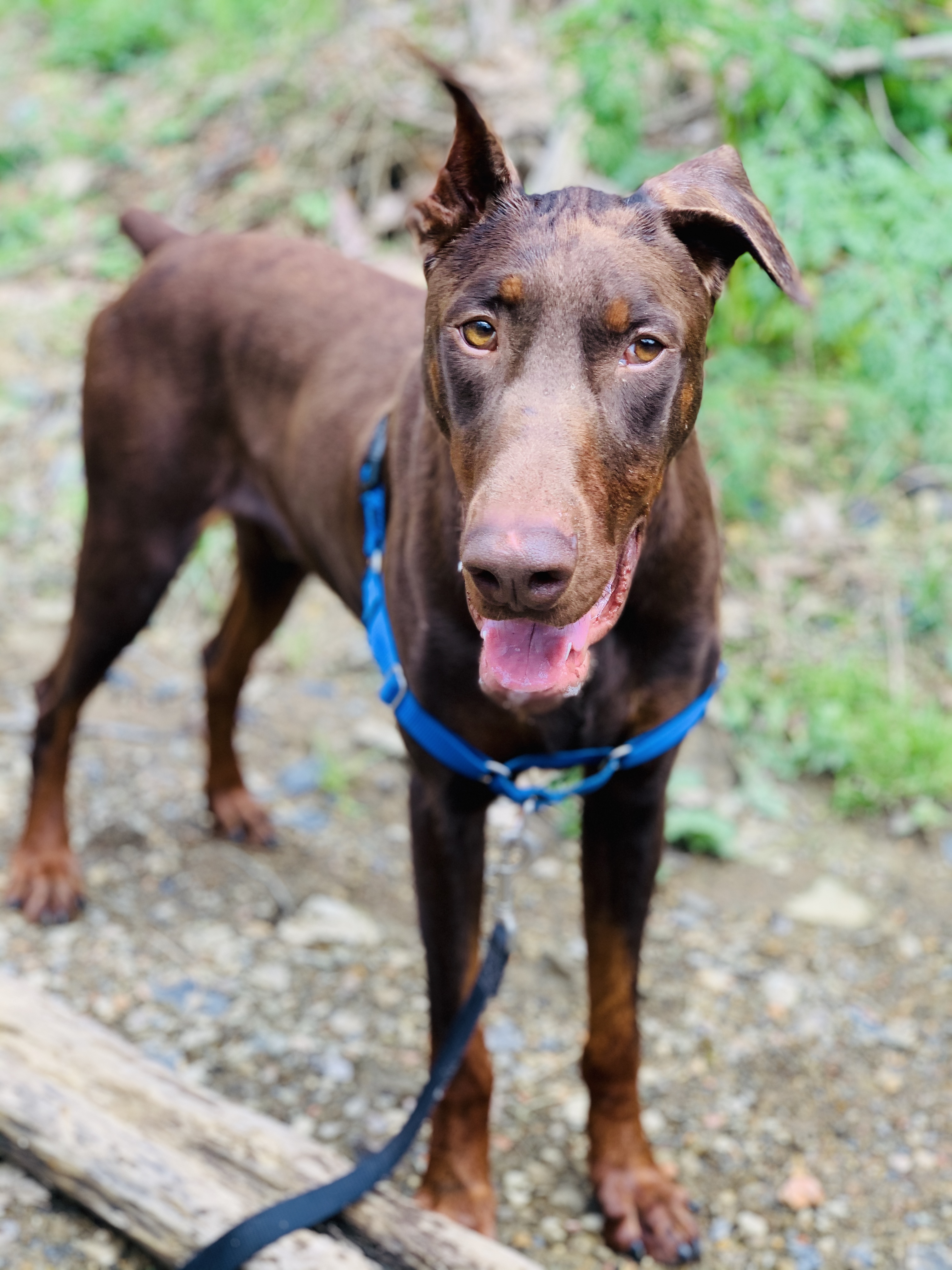 JoJo Rabbit, an adoptable Doberman Pinscher in Bethel Park, PA, 15102 | Photo Image 3