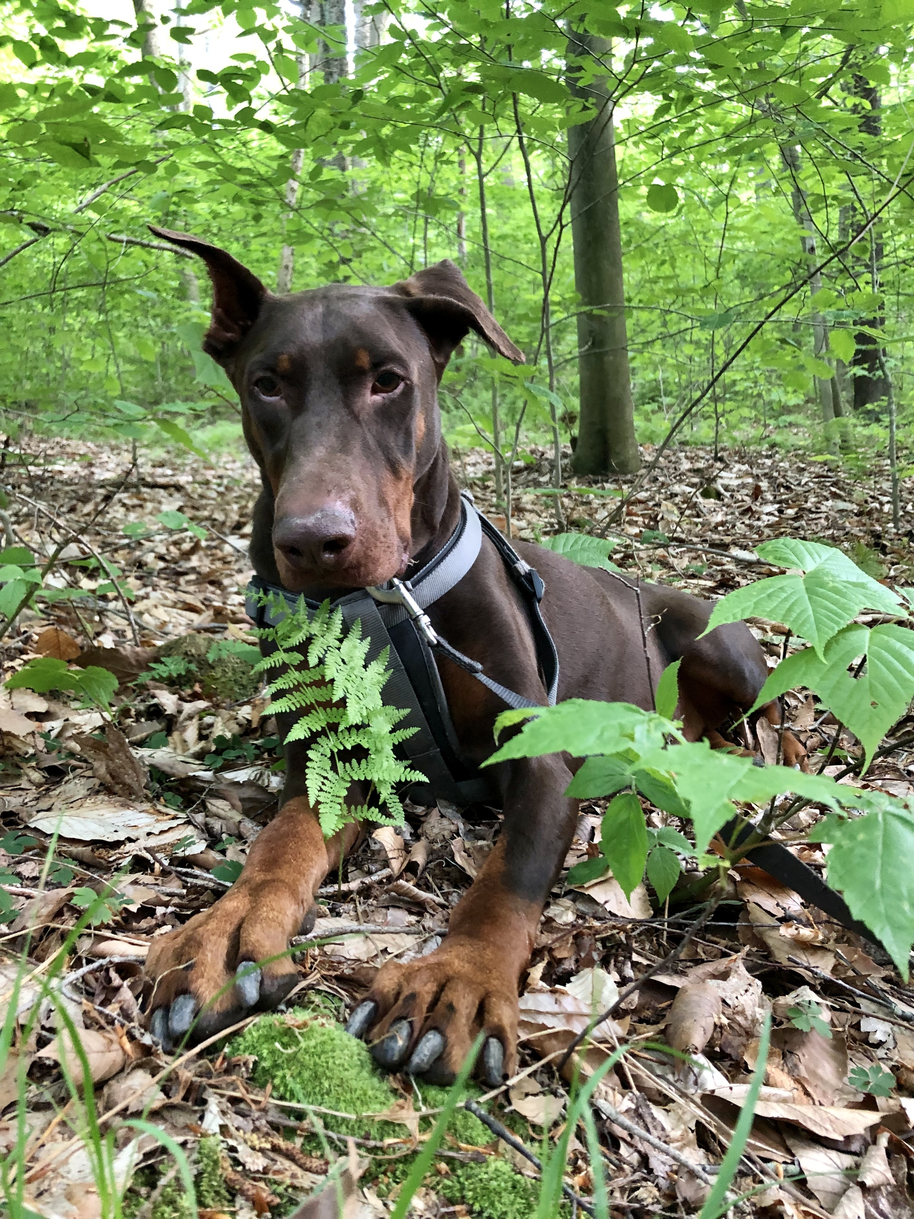 JoJo Rabbit, an adoptable Doberman Pinscher in Bethel Park, PA, 15102 | Photo Image 6