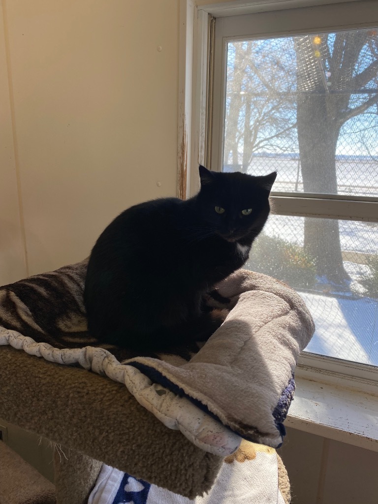 Silky, an adoptable Domestic Short Hair in Bourbonnais, IL, 60914 | Photo Image 1