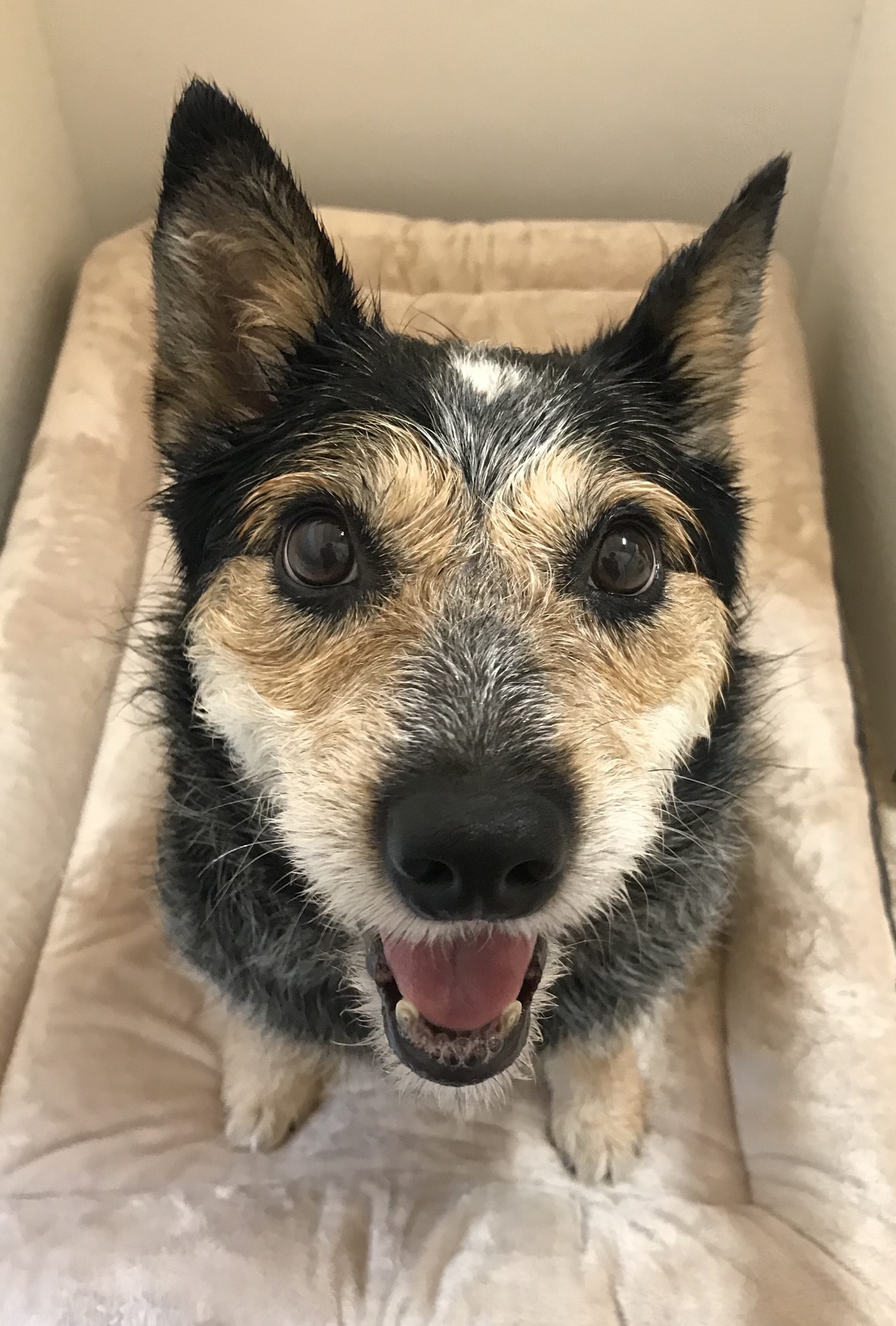 Whiskers special needs please read, an adoptable Cattle Dog, Terrier in Yellville, AR, 72687 | Photo Image 2