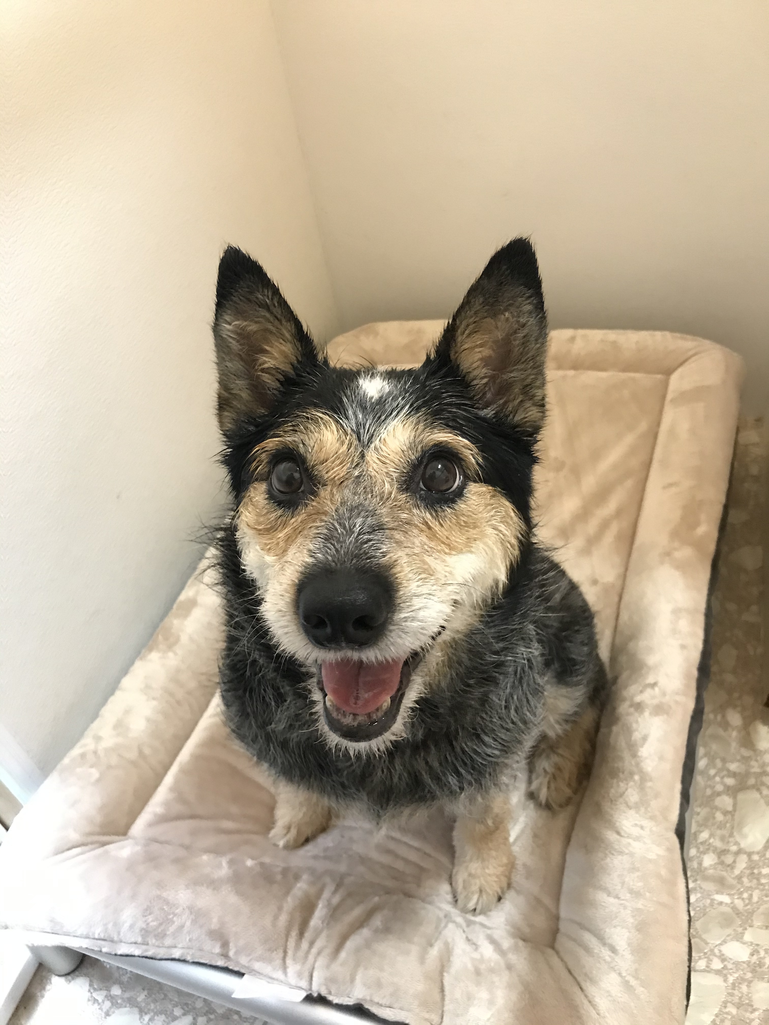 Whiskers special needs please read, an adoptable Cattle Dog, Terrier in Yellville, AR, 72687 | Photo Image 3