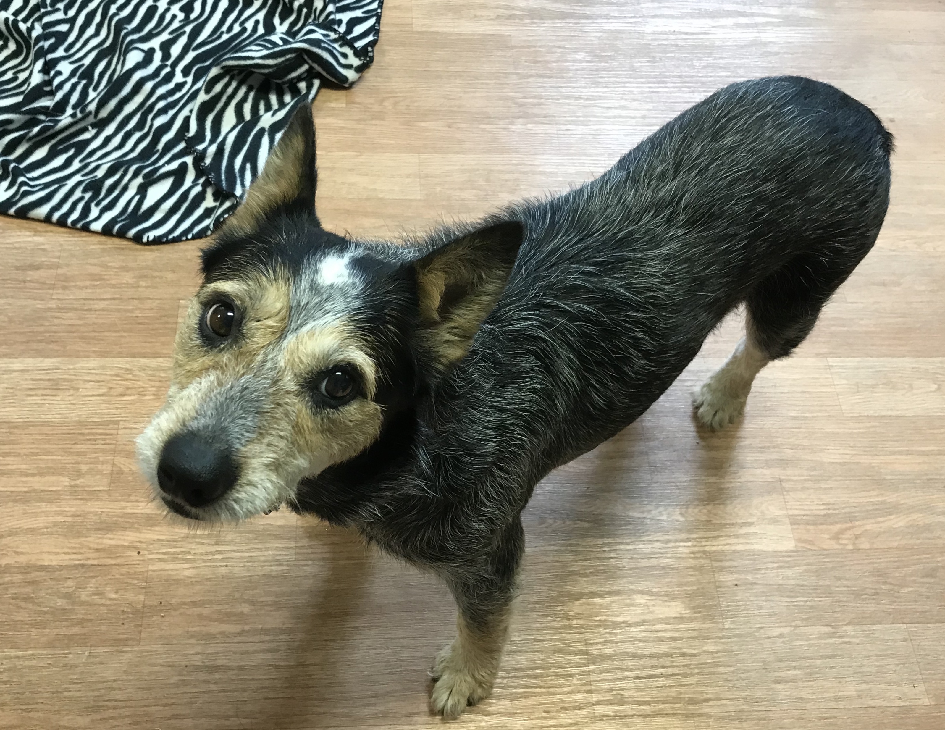 Whiskers special needs please read, an adoptable Cattle Dog, Terrier in Yellville, AR, 72687 | Photo Image 1