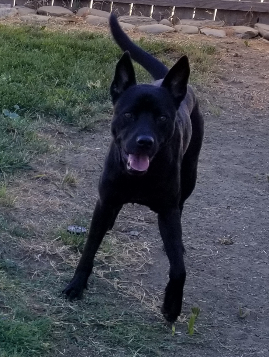 Jackson, an adoptable German Shepherd Dog, Black Labrador Retriever in Cantua Creek, CA, 93608 | Photo Image 2