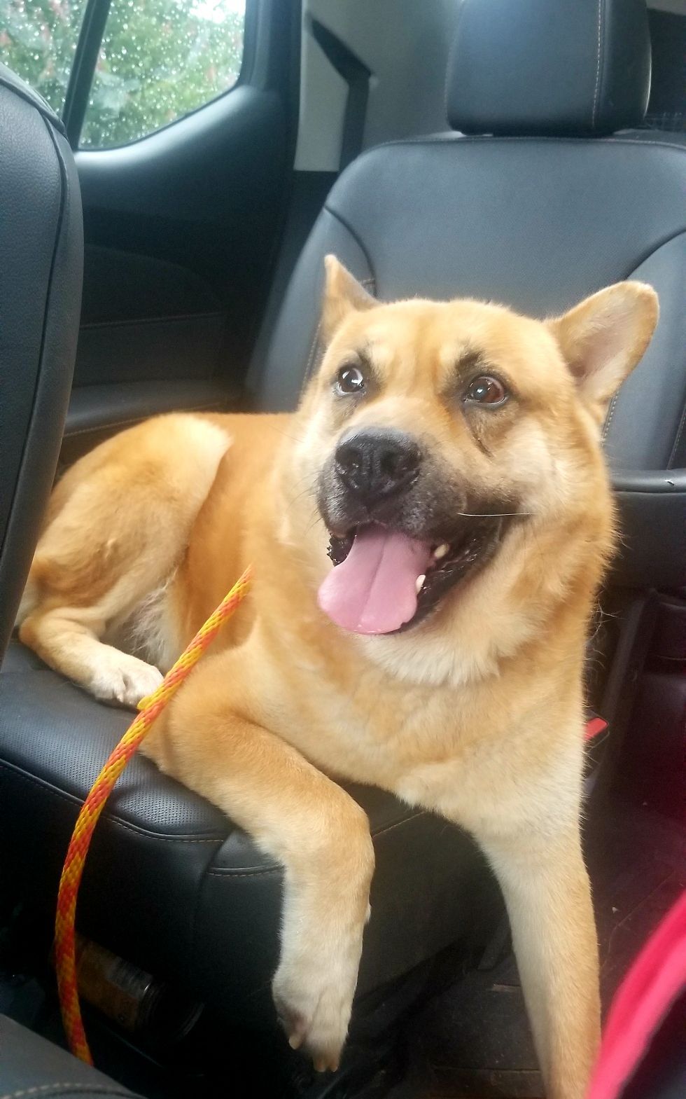 Big King, an adoptable Shiba Inu, German Shepherd Dog in Gainesville, GA, 30501 | Photo Image 1