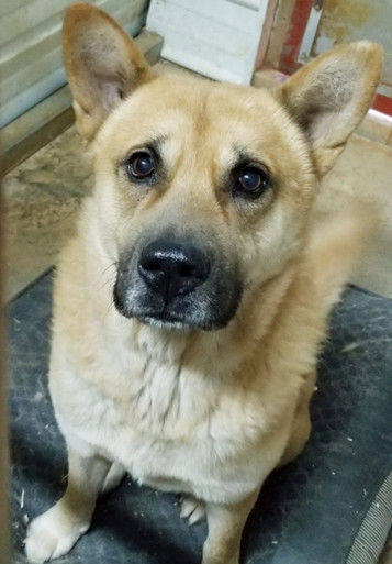 Big King, an adoptable Shiba Inu, German Shepherd Dog in Gainesville, GA, 30501 | Photo Image 2