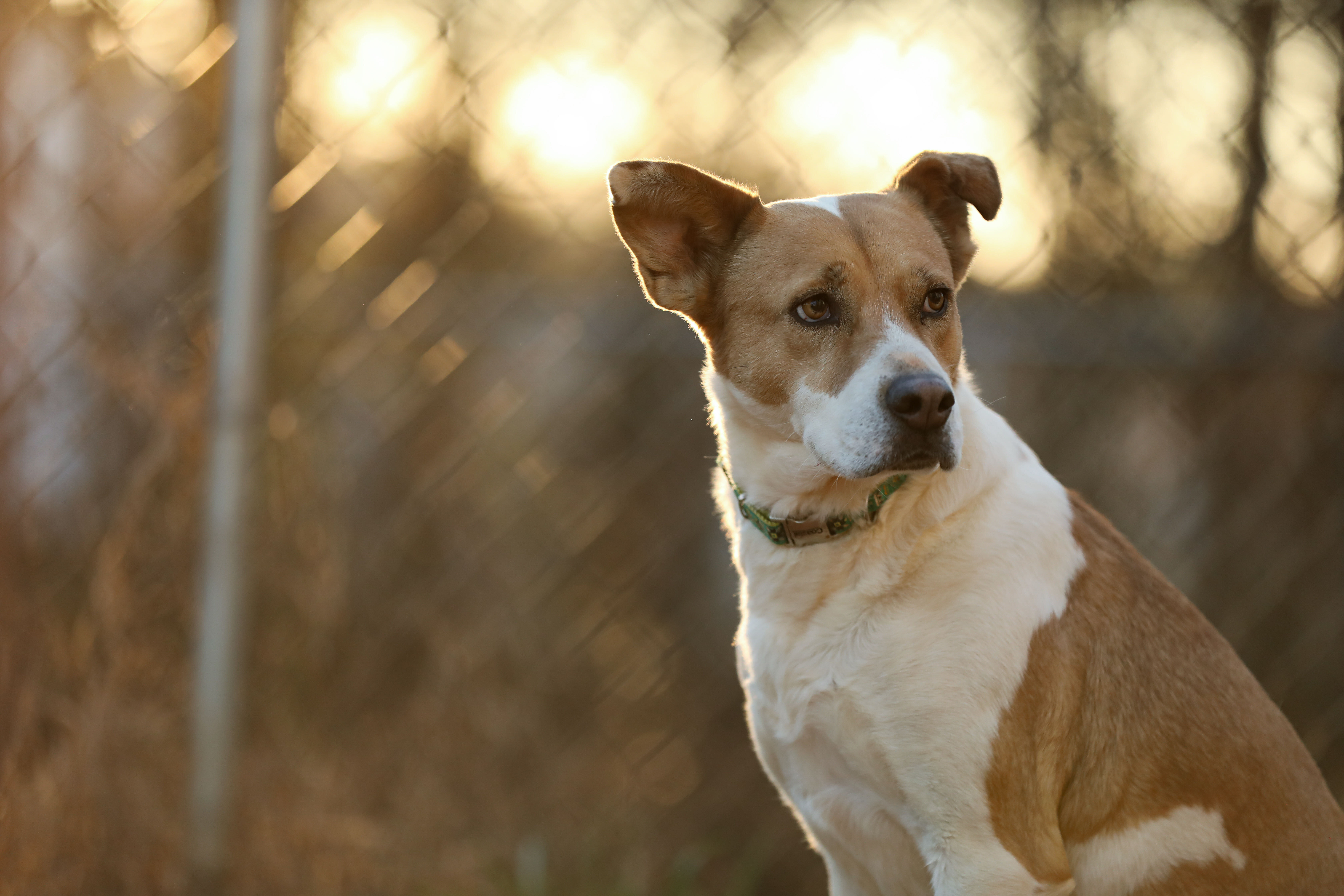 Cali, an adoptable Labrador Retriever, American Bully in Colbert, GA, 30628 | Photo Image 2