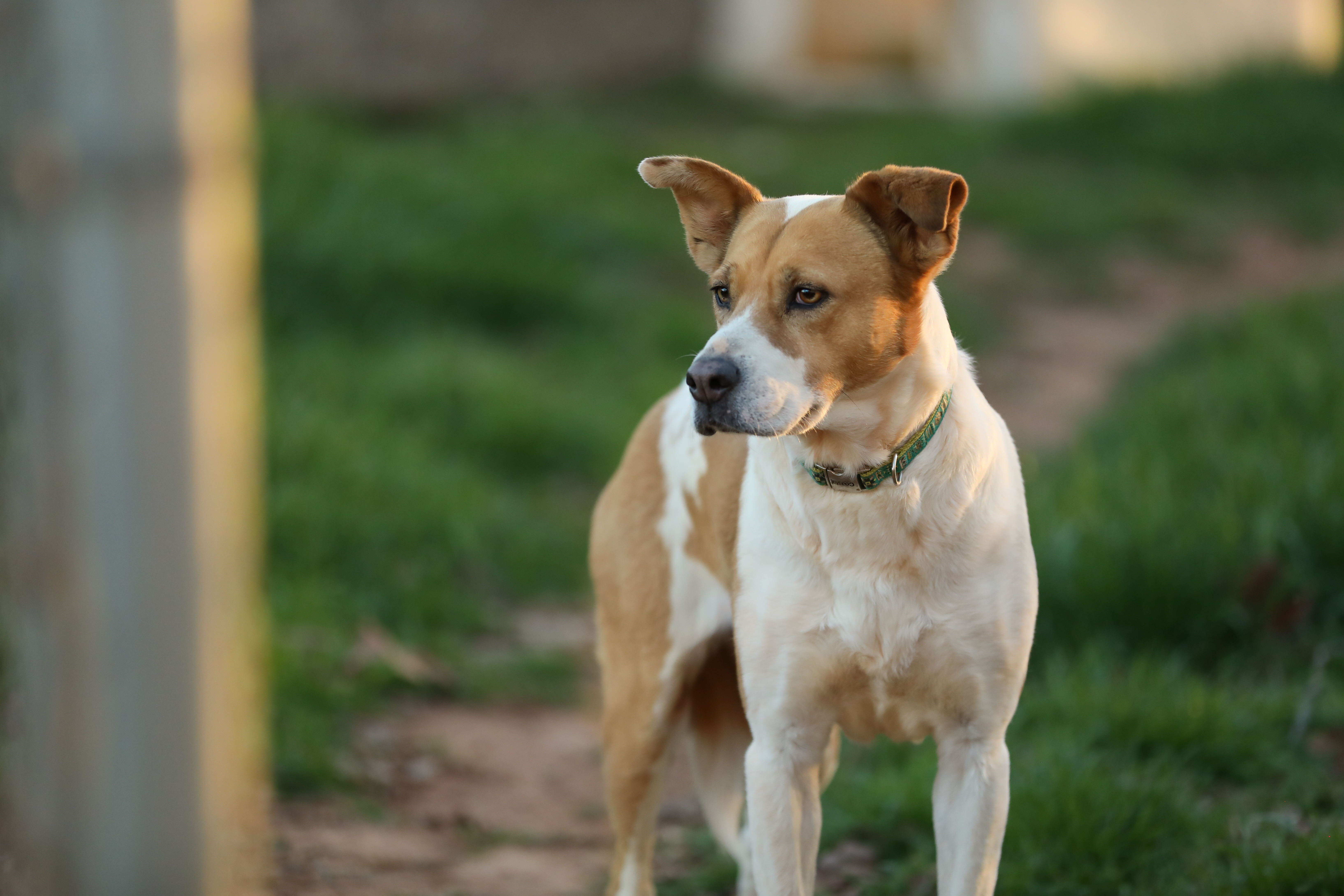 Cali, an adoptable Labrador Retriever, American Bully in Colbert, GA, 30628 | Photo Image 3