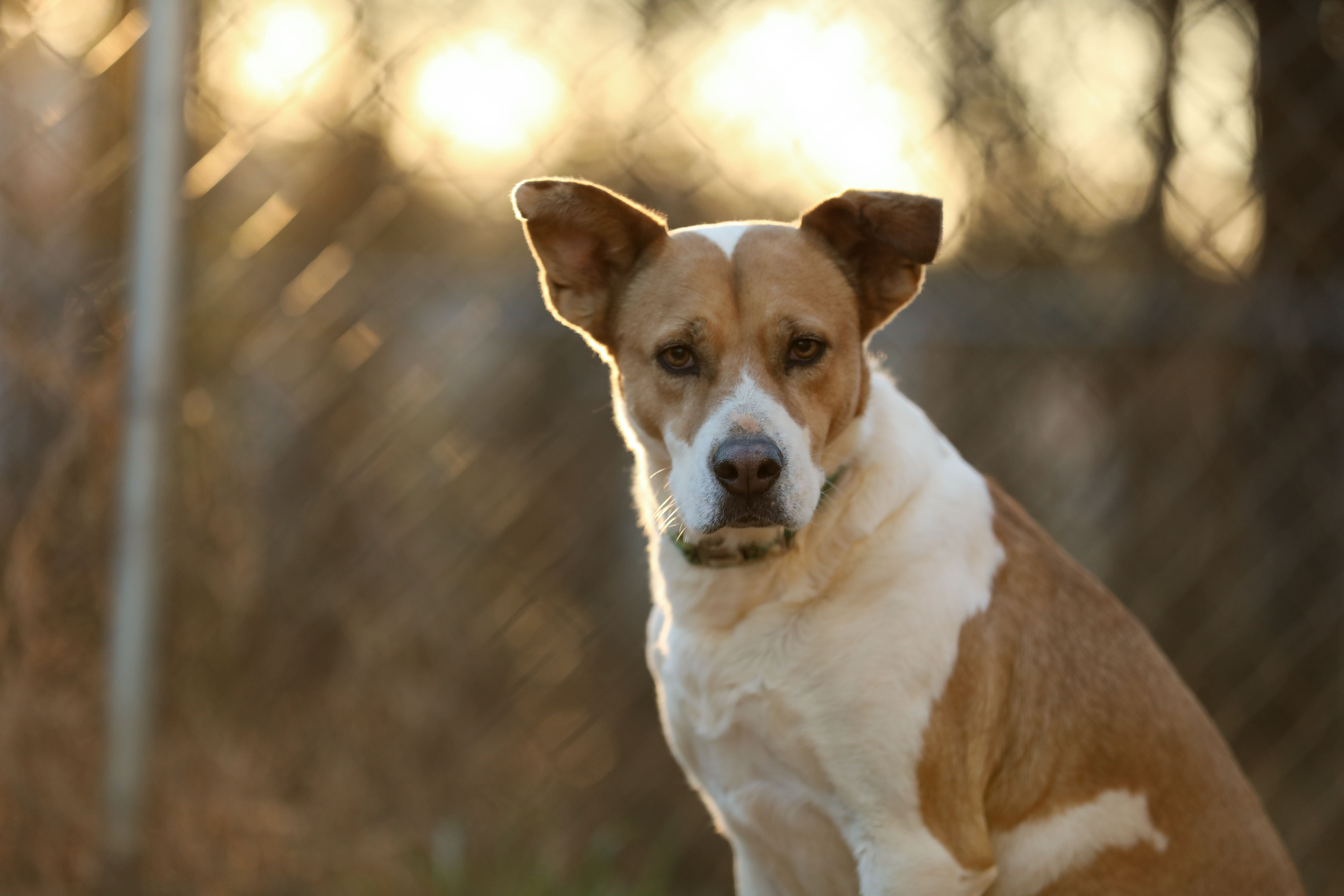 Cali, an adoptable Labrador Retriever, American Bully in Colbert, GA, 30628 | Photo Image 4