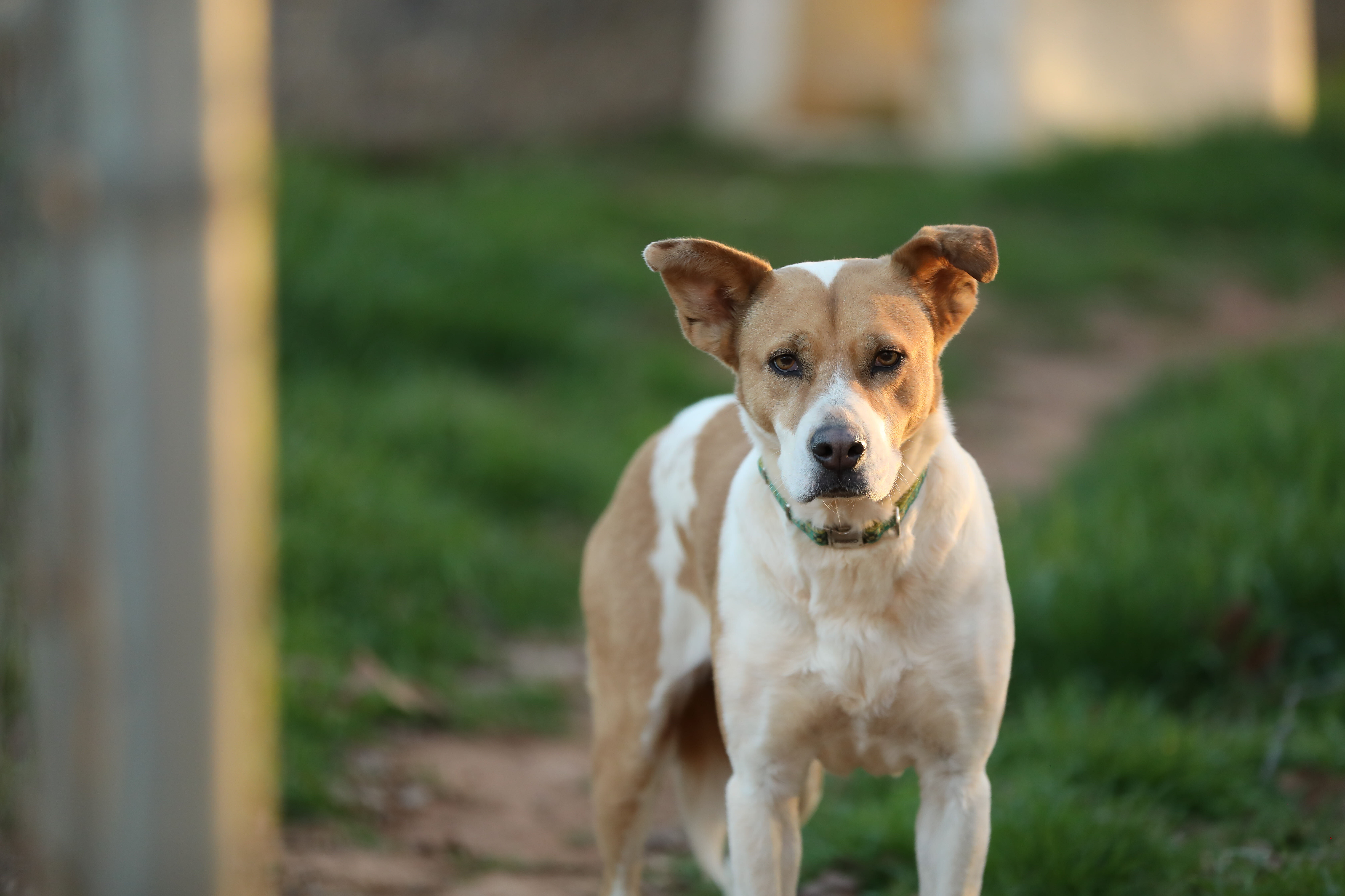 Cali, an adoptable Labrador Retriever, American Bully in Colbert, GA, 30628 | Photo Image 1