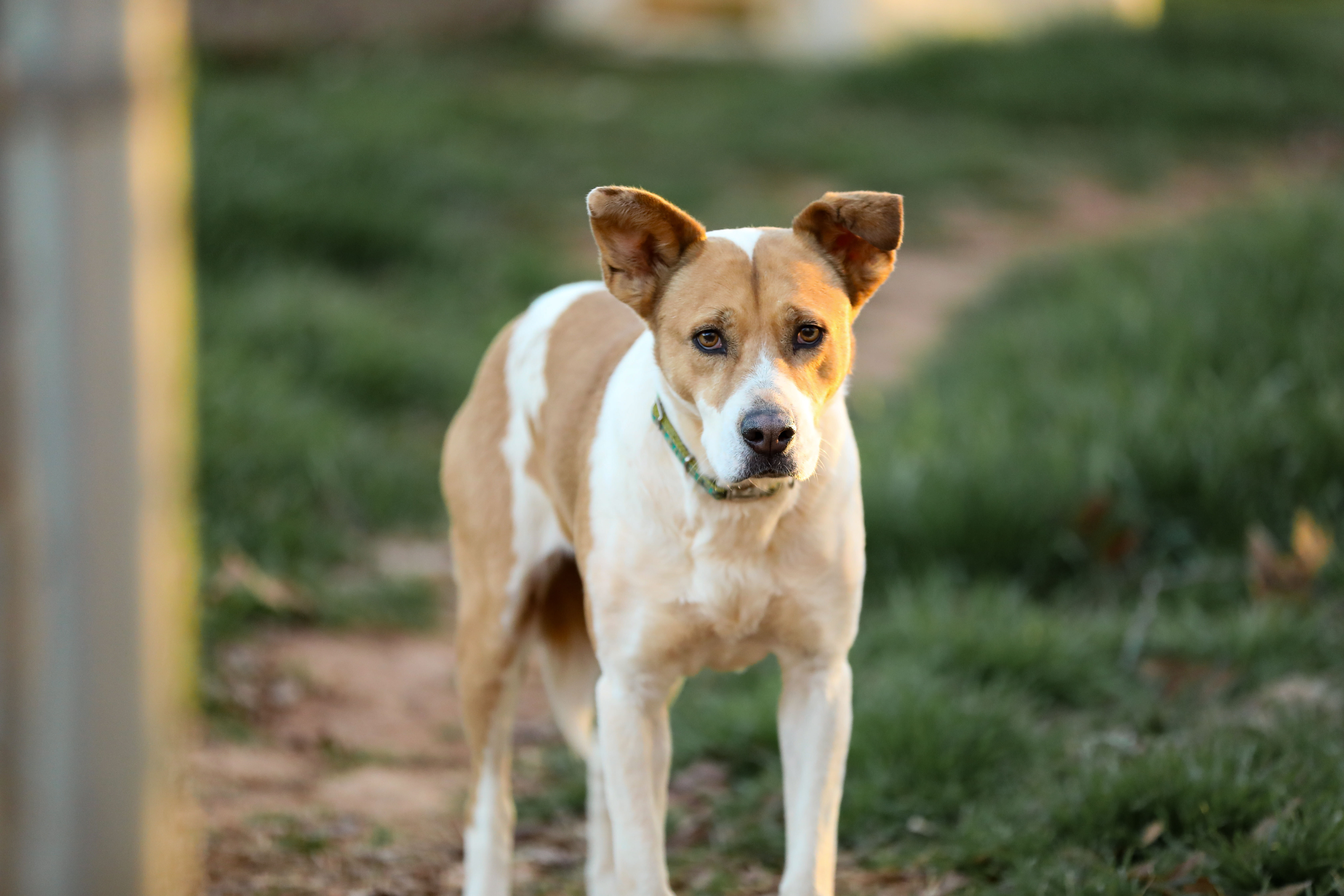 Cali, an adoptable Labrador Retriever, American Bully in Colbert, GA, 30628 | Photo Image 5