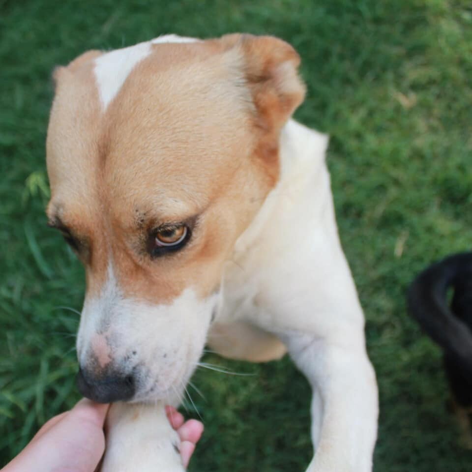 Cali, an adoptable Labrador Retriever, American Bully in Colbert, GA, 30628 | Photo Image 6