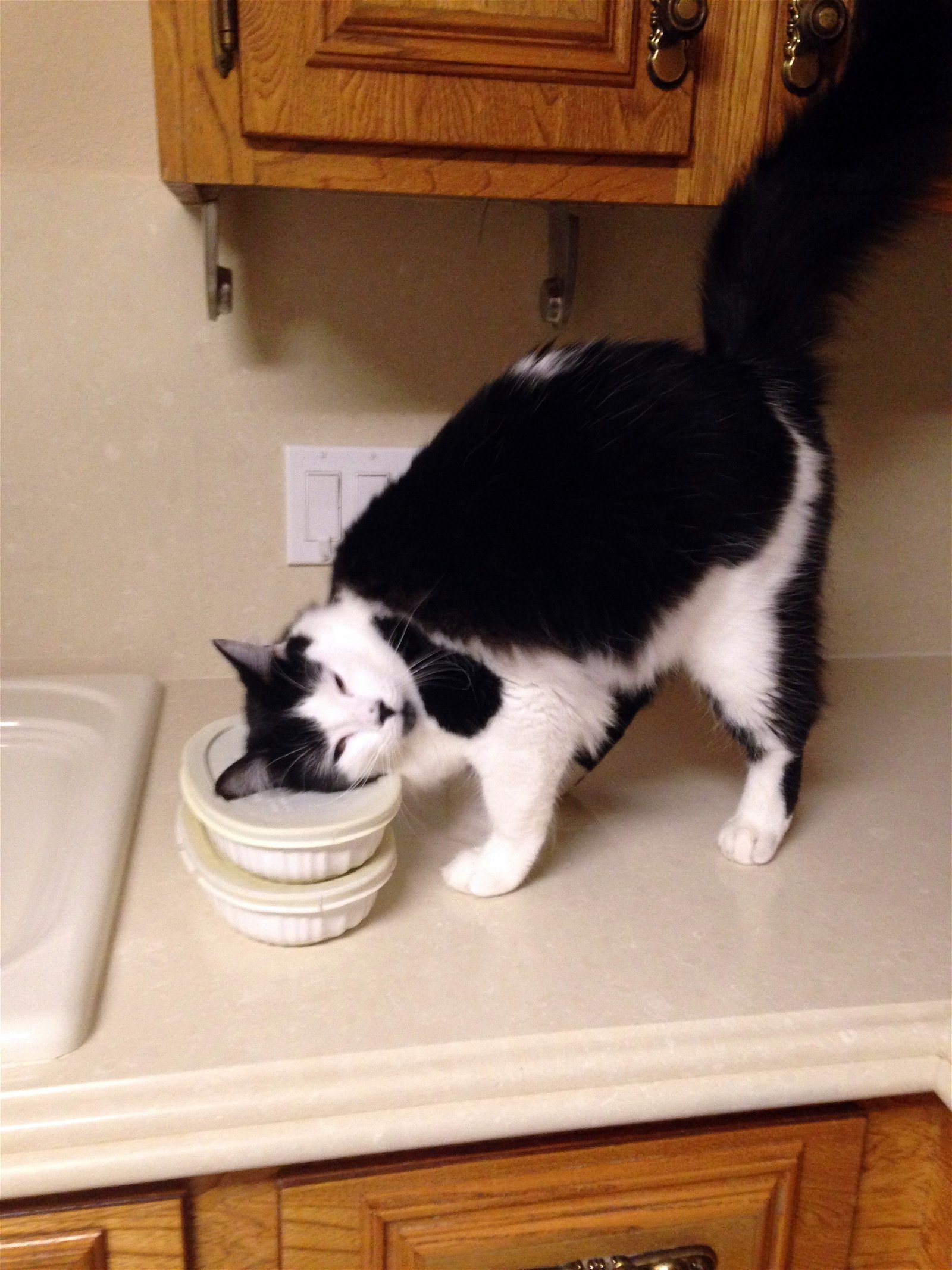 Timmy, an adoptable Domestic Short Hair in Alvin, TX, 77512 | Photo Image 3