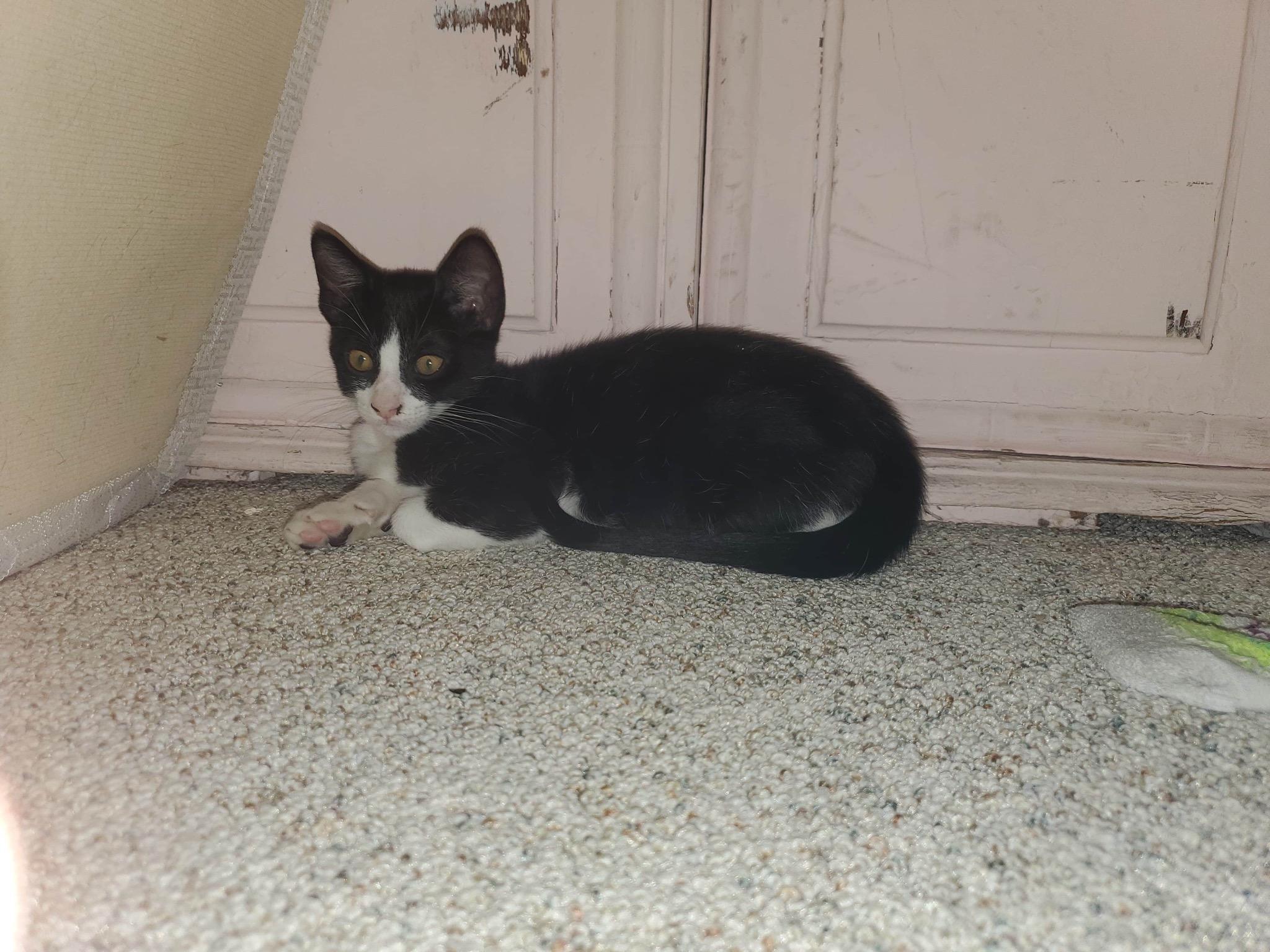 Buddy, an adoptable Domestic Short Hair in Ocala, FL, 34475 | Photo Image 1