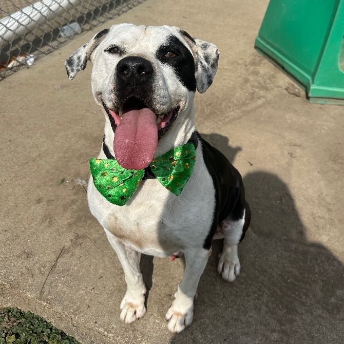 Chance, an adoptable Pit Bull Terrier in Olean, NY, 14760 | Photo Image 2