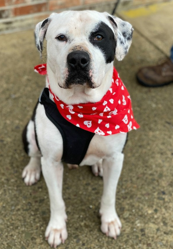 Chance, an adoptable Pit Bull Terrier in Olean, NY, 14760 | Photo Image 3