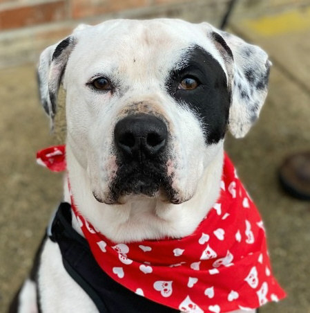 Chance, an adoptable Pit Bull Terrier in Olean, NY, 14760 | Photo Image 1