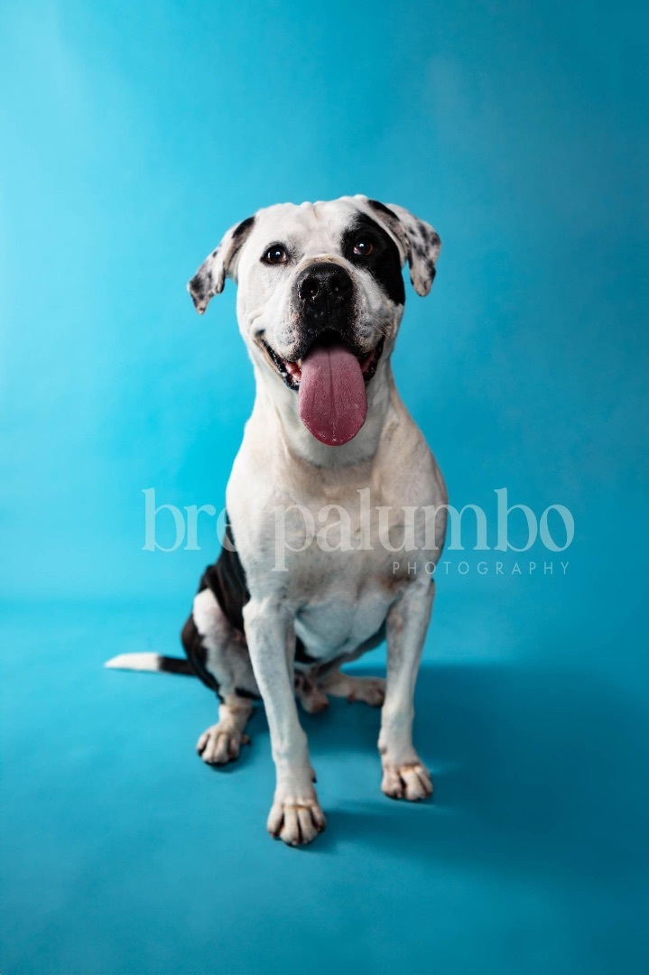 Chance, an adoptable Pit Bull Terrier in Olean, NY, 14760 | Photo Image 4