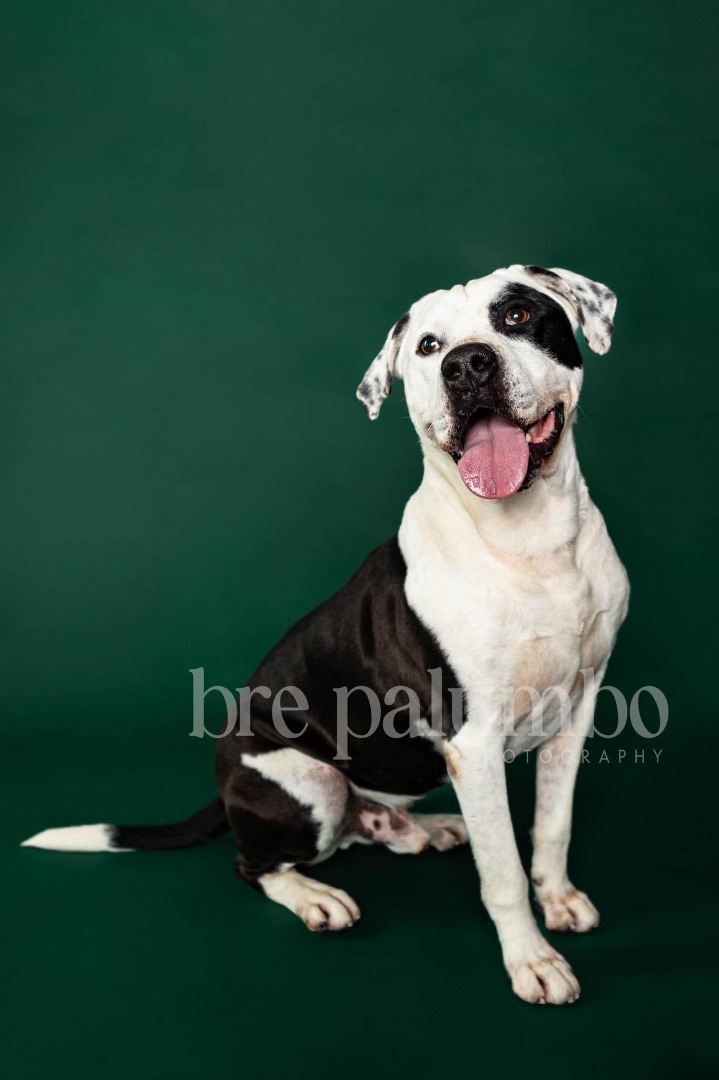 Chance, an adoptable Pit Bull Terrier in Olean, NY, 14760 | Photo Image 5