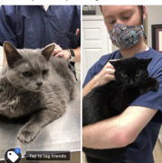 LUNA and MARCO, an adoptable Russian Blue, Domestic Medium Hair in Cypress, TX, 77433 | Photo Image 1