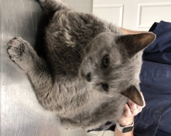 LUNA and MARCO, an adoptable Russian Blue, Domestic Medium Hair in Cypress, TX, 77433 | Photo Image 2