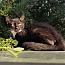 Cole, an adoptable Domestic Short Hair in Ocala, FL, 34475 | Photo Image 1