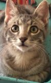 View Our Cats | SPCA of East Texas