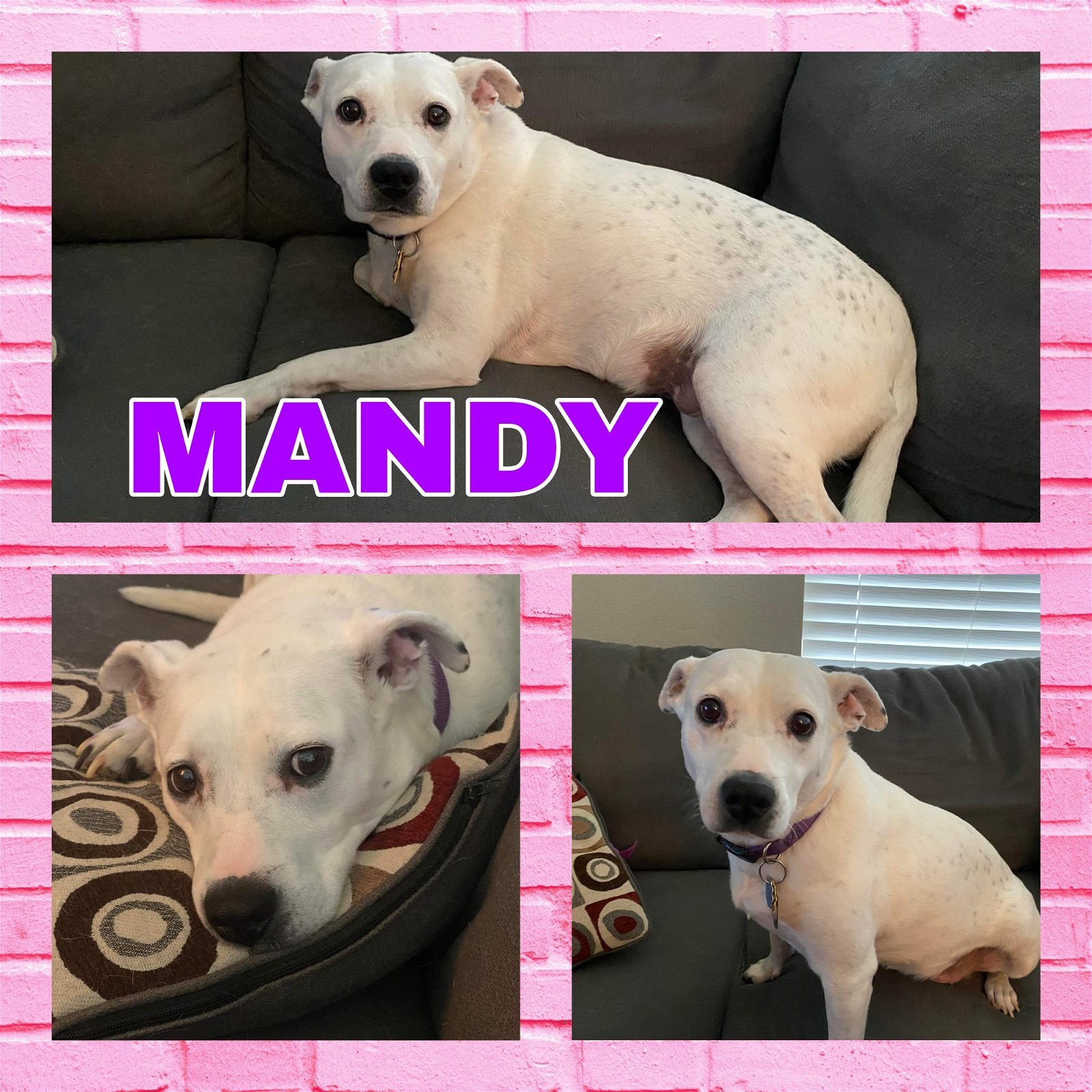 Mandy, an adoptable Dalmatian in Fort Collins, CO, 80526 | Photo Image 1