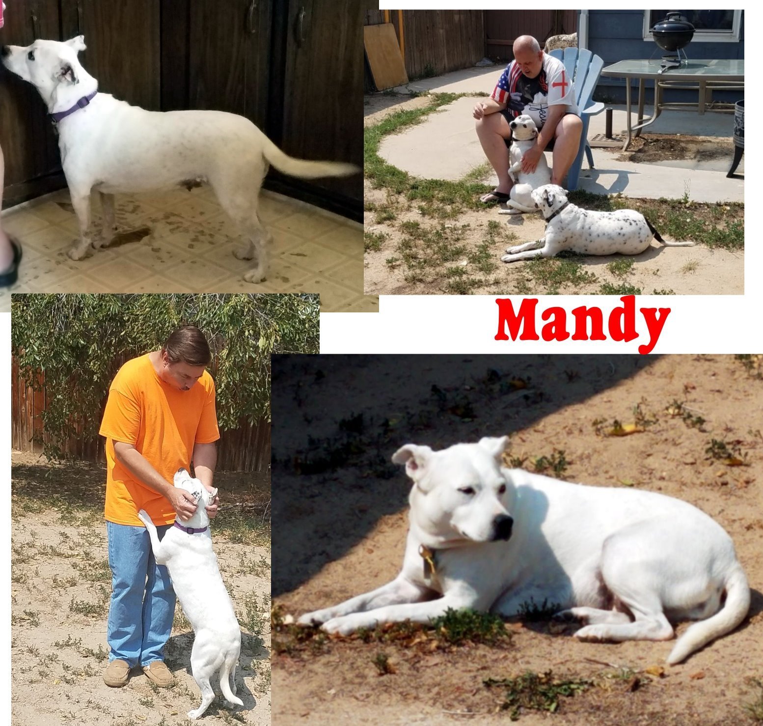 Mandy, an adoptable Dalmatian in Fort Collins, CO, 80526 | Photo Image 2