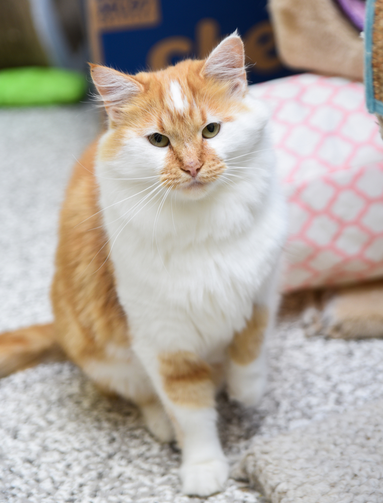 Remy, an adoptable Domestic Long Hair, Tabby in Chattanooga, TN, 37415 | Photo Image 2