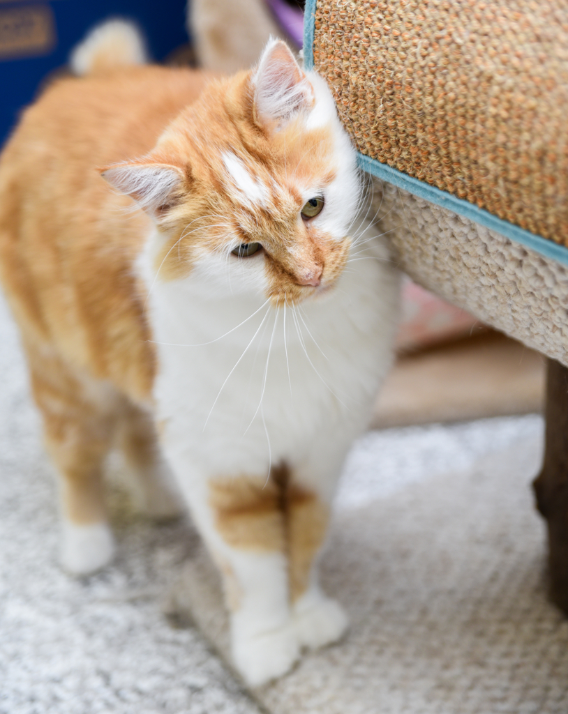 Remy, an adoptable Domestic Long Hair, Tabby in Chattanooga, TN, 37415 | Photo Image 4