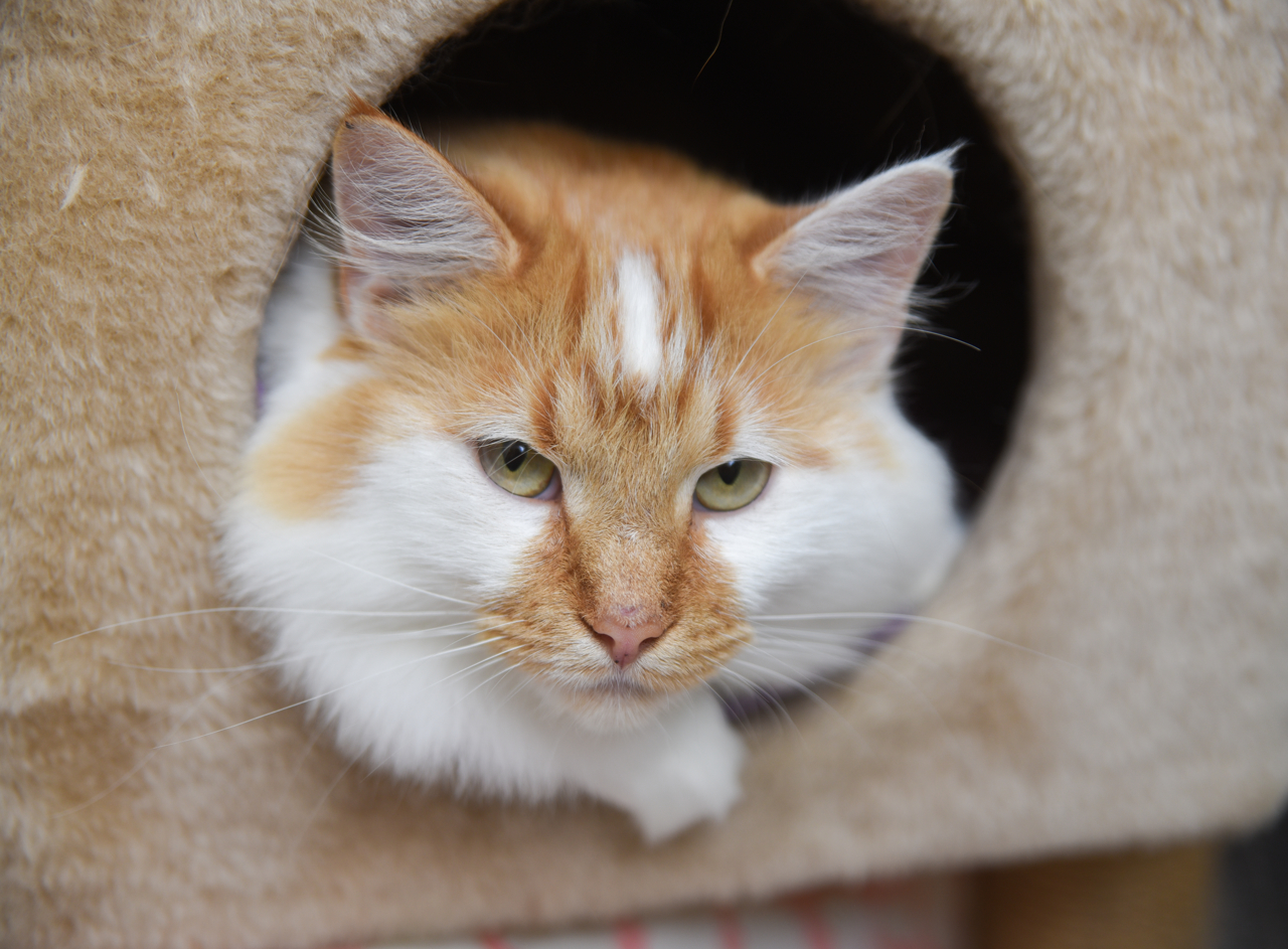 Remy, an adoptable Domestic Long Hair, Tabby in Chattanooga, TN, 37415 | Photo Image 6