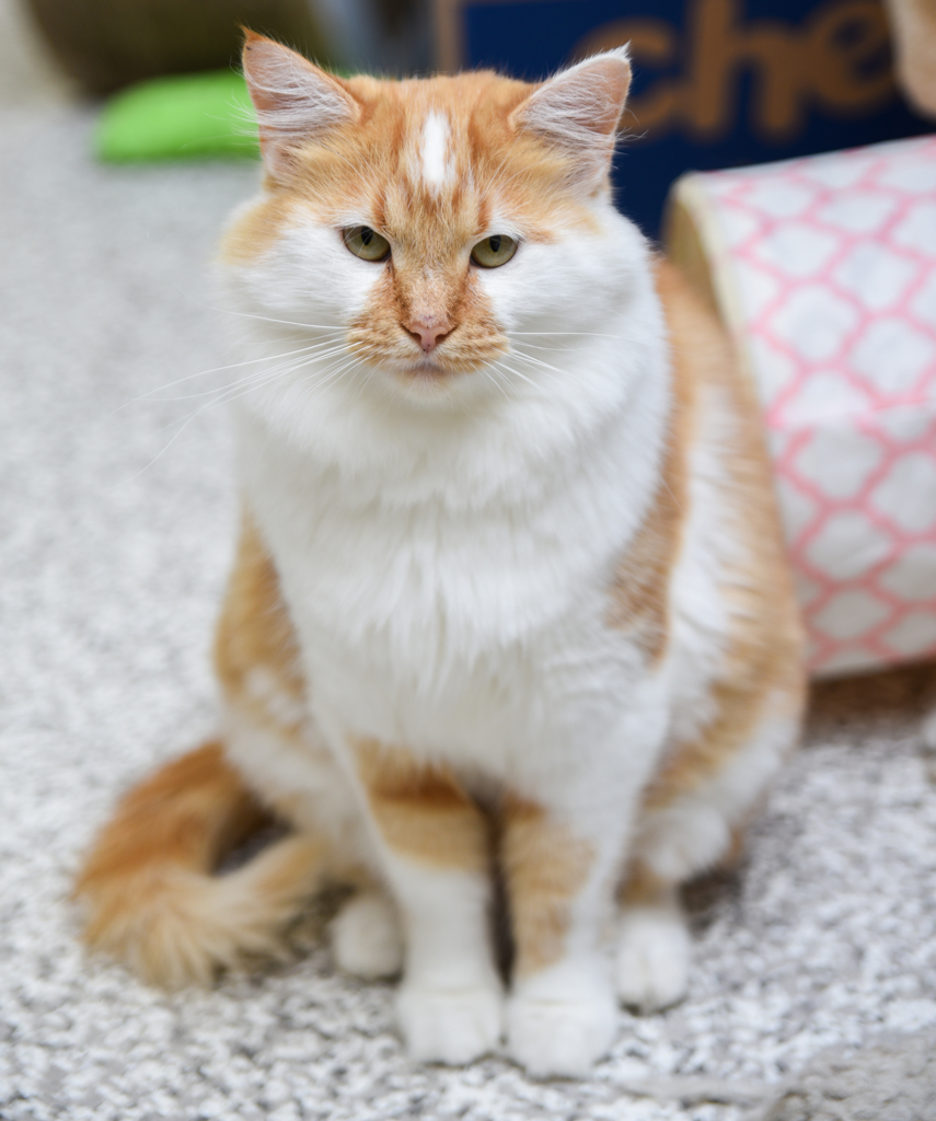 Remy, an adoptable Domestic Long Hair, Tabby in Chattanooga, TN, 37415 | Photo Image 8