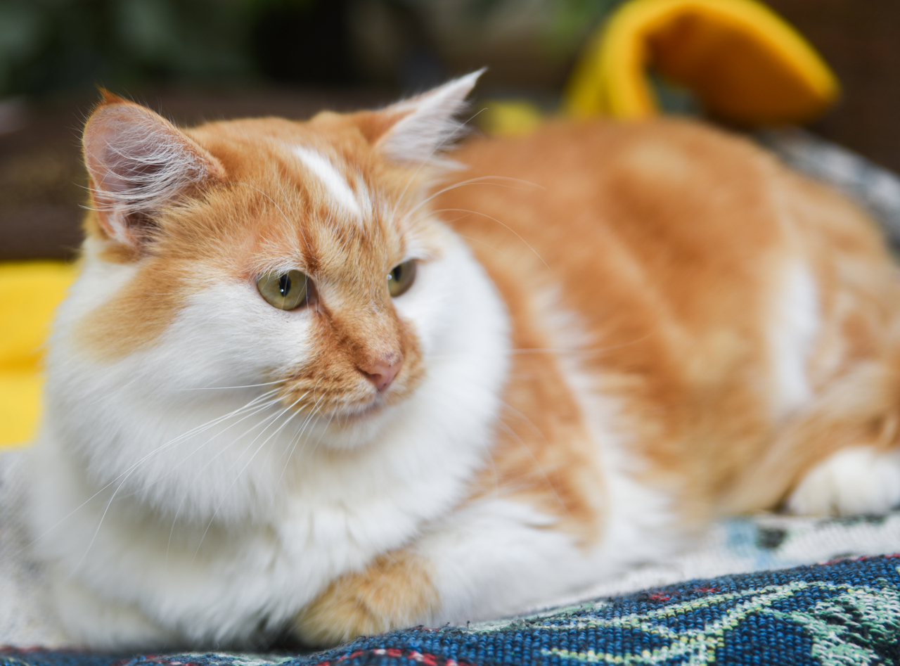 Remy, an adoptable Domestic Long Hair, Tabby in Chattanooga, TN, 37415 | Photo Image 10