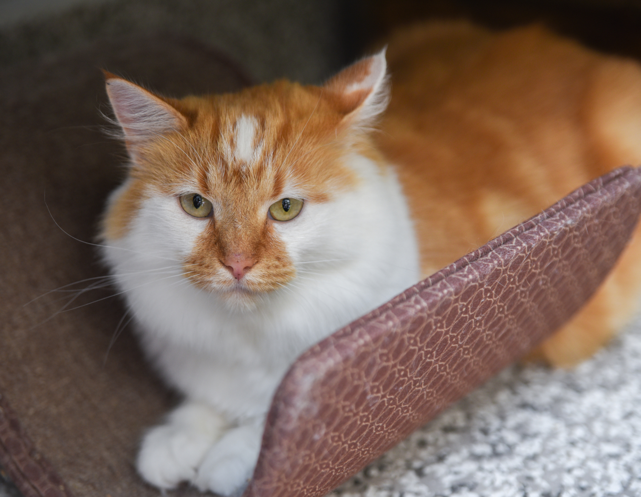 Remy, an adoptable Domestic Long Hair, Tabby in Chattanooga, TN, 37415 | Photo Image 12