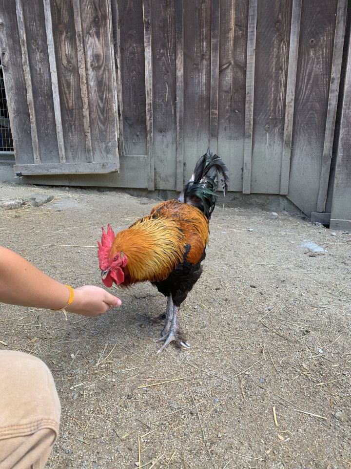 Fergus, an adoptable Chicken in Jacksonville, OR_image-1